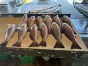 Fishing in Venice, Louisiana