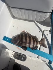 Fishing in Morehead City, North Carolina