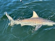 Fishing in St. Petersburg, Florida