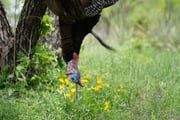 Hunting in Abilene, Texas