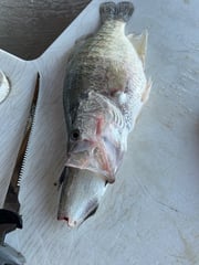 Fishing in Grenada, Mississippi