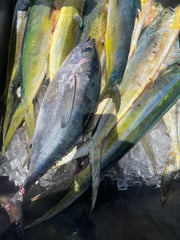Fishing in Little Torch Key, Florida