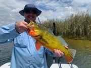 Peacock Bass Fishing in Palmetto Bay, Florida