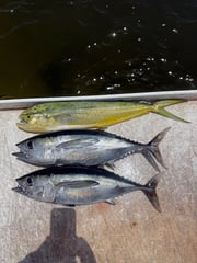 Fishing in Stuart, Florida