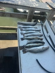 Fishing in Aransas Pass, Texas