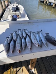 Fishing in Gulf Shores, Alabama