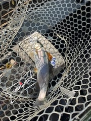 Fishing in Heber Springs, Arkansas