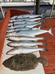Fishing in Palmetto, Florida