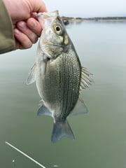 Fishing in Lago Vista, Texas