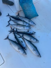 Fishing in Carolina Beach, North Carolina