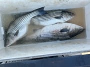 Fishing in Rogers, Arkansas