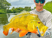 Peacock Bass Fishing in