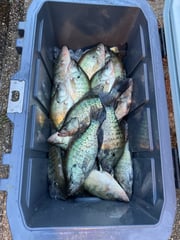 Fishing in Ridgeland, Mississippi