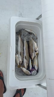 Fishing in Gulf Shores, Alabama
