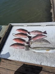 Fishing in Sarasota, Florida