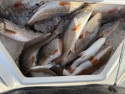 Fishing in Venice, Louisiana