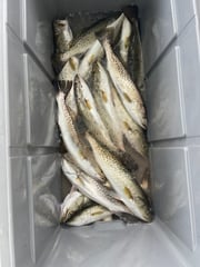 Fishing in Corpus Christi, Texas