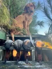 Hunting in Wanchese, North Carolina