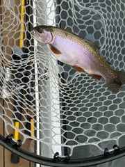 Fishing in Heber Springs, Arkansas
