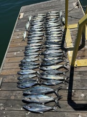 Fishing in Morehead City, North Carolina