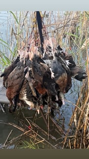 Dove Hunting in South Padre Island, Texas