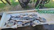 Fishing in Jacksonville, Florida