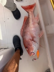 Fishing in Sarasota, Florida