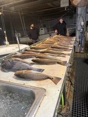 Fishing in Venice, Louisiana