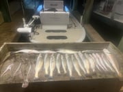 Fishing in Port O'Connor, Texas