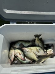 Fishing in Scroggins, Texas