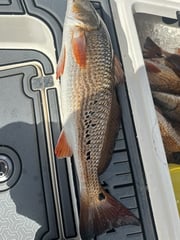 Fishing in Saint Bernard, Louisiana