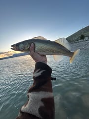 Fishing in Cody, Wyoming