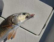 Fishing in Hampstead, North Carolina