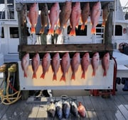 False Albacore, Red Grouper, Red Snapper Fishing in Destin, Florida