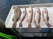 Fishing in Crystal River, Florida
