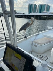 Fishing in Orange Beach, Alabama