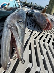 Fishing in Morehead City, North Carolina