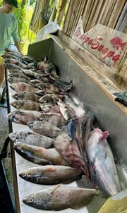 Fishing in D'Iberville, Mississippi