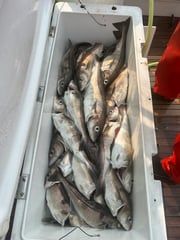 Fishing in Stuart, Florida