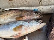 Fishing in New Orleans, Louisiana