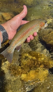 Fishing in Hume, California