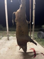 Hog Hunting in Leakey, Texas
