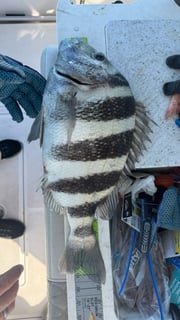 Fishing in Fort Myers Beach, Florida
