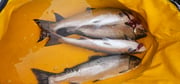 Fishing in Montesano, Washington