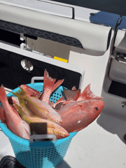 Fishing in Placida, Florida