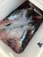 Fishing in Stuart, Florida