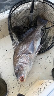 Fishing in Santa Rosa Beach, Florida