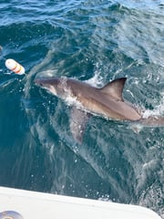 Mako Shark Fishing in Freeport, Nassau County