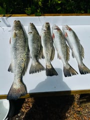 Fishing in Apalachicola, Florida