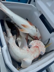 Fishing in Jacksonville, Florida